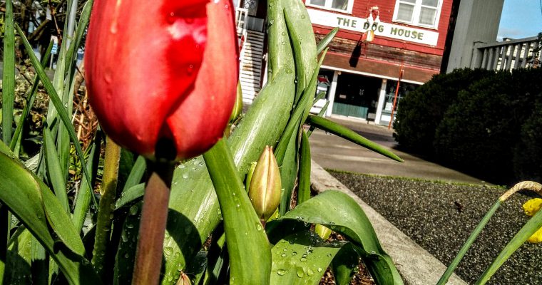 Langley is in bloom!