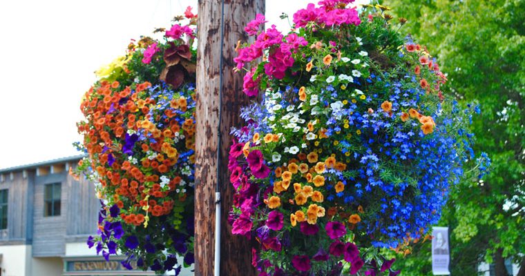 Hanging Baskets & Downtown Landscaping