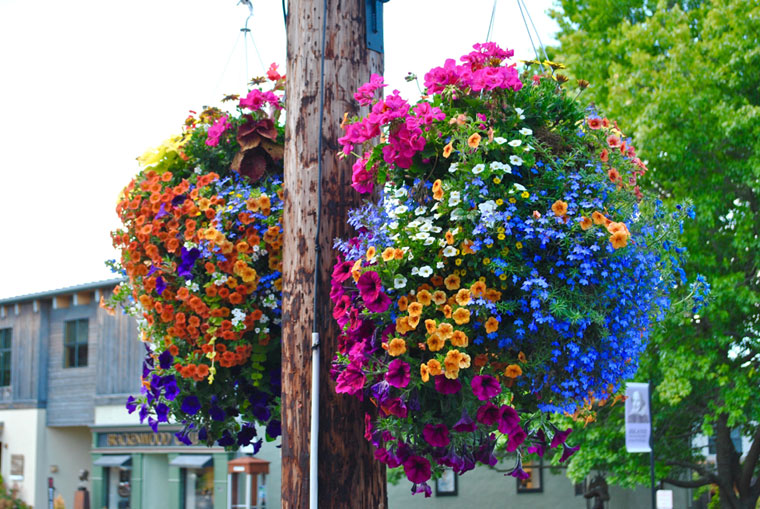 Hanging Baskets & Downtown Landscaping